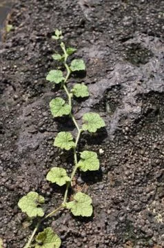 Green leaf on the stone Stock Photos
