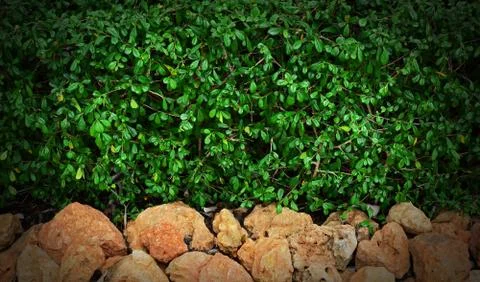 Green leaf with stone Stock Photos