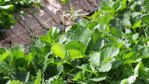Green leaf of strawberry in a small farm Stock Footage 167803627