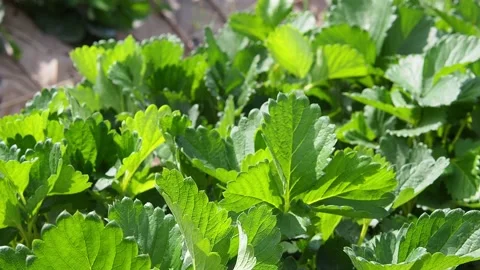 Green leaf of strawberry in a small farm Stock Footage 167803749