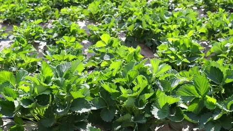 Green leaf of strawberry in a small farm Stock Footage 167803792