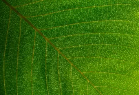 Green leaf with streaks. Texture Stock Photos