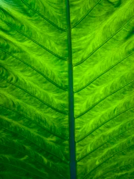 Green leaf structure texture Stock Photos