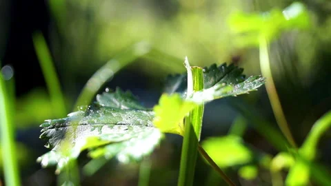 A green leaf suddenly sways in the wind. Bright sunny morning in the forest Stock Footage 280753134