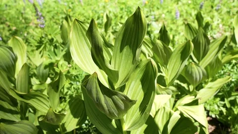 Green Leaf at Summer Day Stock Footage 242024615