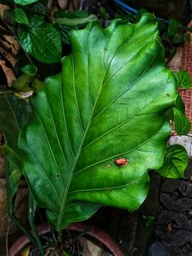 Green leaf of summer Stock Photos