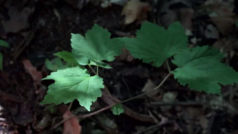 A green leaf on a summer's day in the forest (Part of a sequence) Stock-Footage 137127311