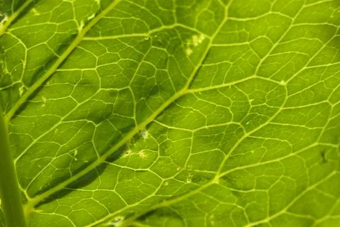 Green leaf in the sun as background, texture. Stock Photos