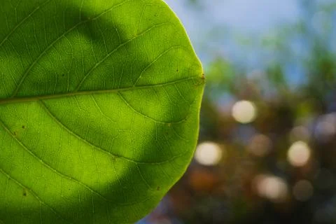Green leaf with sun Stock Photos