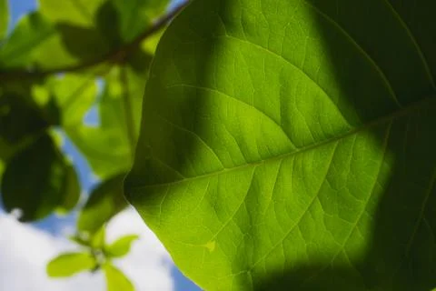 Green leaf with sun Stock Photos