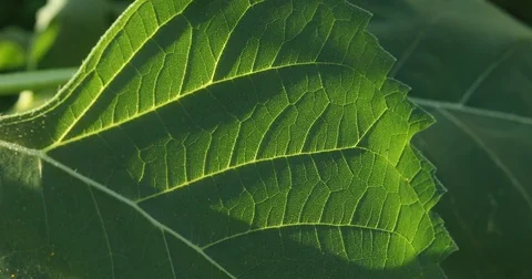 Green leaf of sunflower with sunlight Stock Footage 82798084