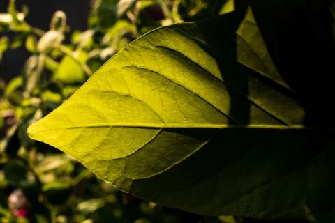 Green leaf with sunlight and a hard shadow Stock Photos