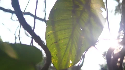 Green Leaf with Sunlight and Soft Bokeh in Natural Forest Stock Footage 308075087