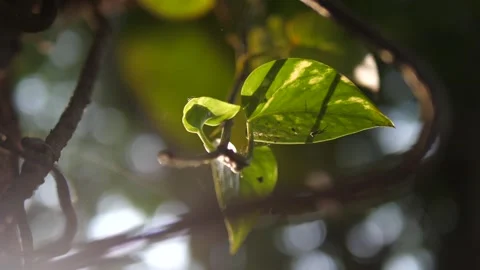 Green Leaf with Sunlight and Soft Bokeh in Natural Forest Stock Footage 308075093
