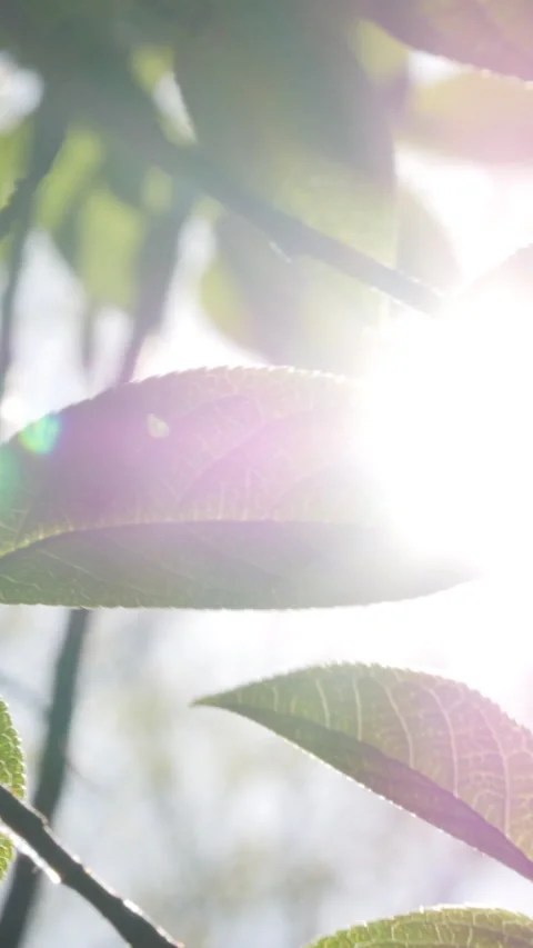 Green Leaf With Sunlight Close Up View. Vertical. Stock Footage 296685792