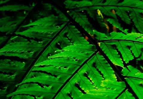Green leaf with sunlight on dark background. Nature background. Macro shot of Foto stock