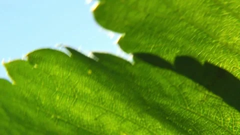 Green leaf with sunlight flare in close-up Stock Footage 317125426