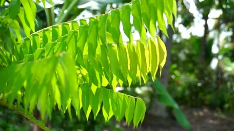 Green leaf with sunlight 動画素材 44722931