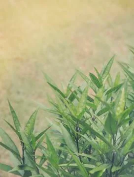Green leaf with sunlight Stock Photos