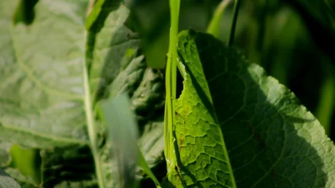 Green leaf on a sunny day Stock Footage 93781763