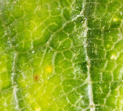 Green leaf. Super Macro Foto stock