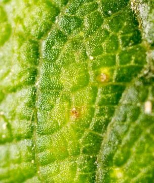 Green leaf. Super Macro Foto stock