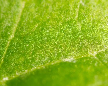 Green leaf. Super Macro Stock Photos
