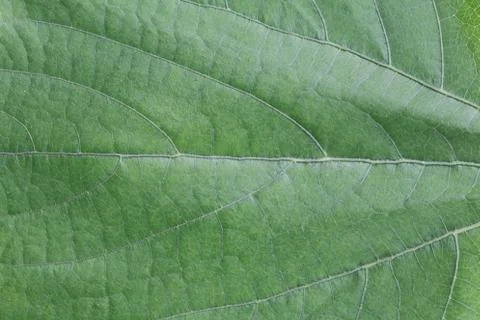 Green Leaf surface background. Foto stock