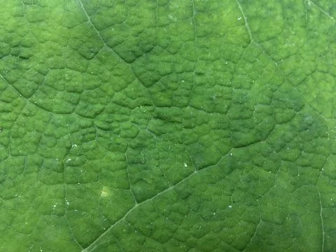 Green leaf surface highlighting natural vein patterns. Stock Photos