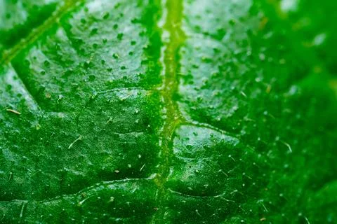 Green Leaf Surface Macro Botanical Texture Stock Photos