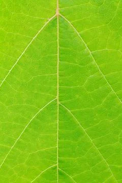 Green leaf surface with natural pattern. Stock Photos