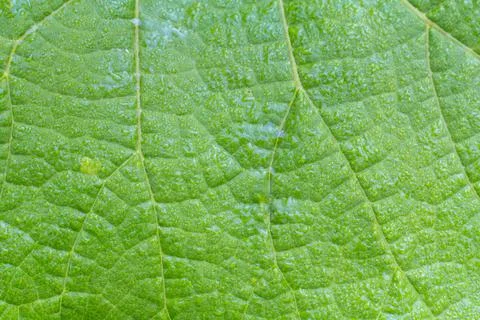 Green leaf surface with natural pattern. Stock Photos