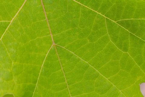 Green leaf surface with natural pattern. Stock Photos