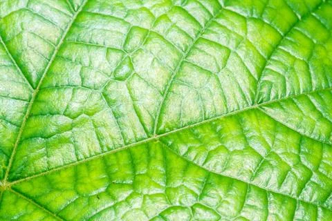 Green leaf surface 스톡 사진