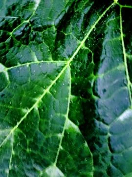 Green leaf surface Stock Photos