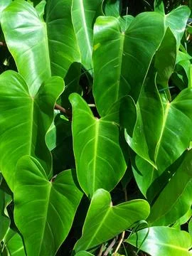 Green leaf surface texture or background Stock Photos