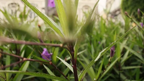 Green leaf surrounded pink flowers Stock Footage 123627175
