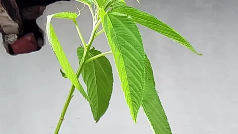 Green leaf swaying gently in soft natural daylight close up shot Video stock 343553329