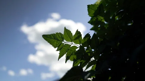 Green leaf swaying in the wind against a cloud on a summer day Stock Footage 129086139