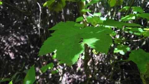 Green leaf swaying in the wind in a dark forest Stock Footage 330200671