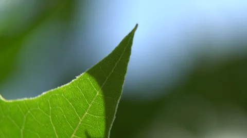 Green leaf swaying in the wind, defocused background. Stock Footage 93134178