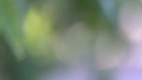 Green leaf swaying in the wind, defocused background. Stock Footage 93512310