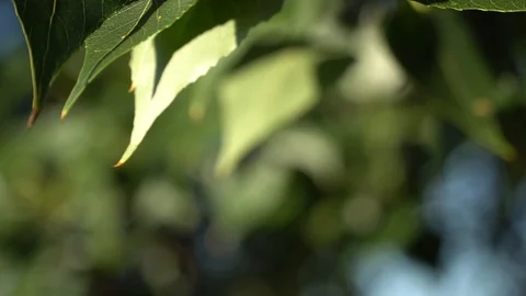 Green leaf swaying in the wind, defocused background. Video stock 93512871