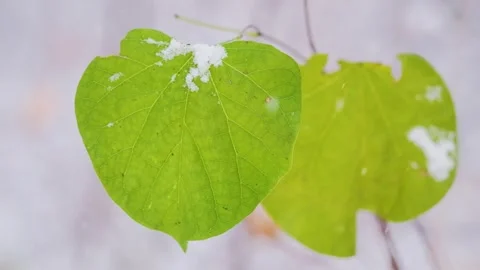 Green Leaf Swaying in Winter Snowfall Nature Video. Stock Footage 331944930