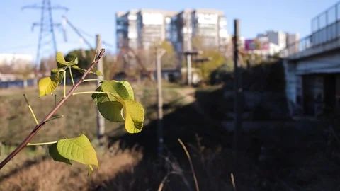 Green leaf sways in the wind Stock-Footage 125090627