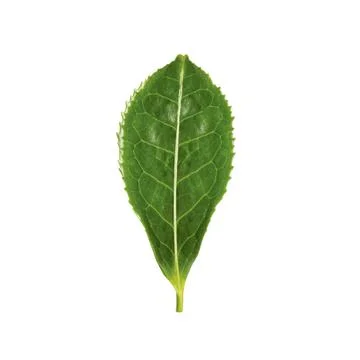 Green leaf of tea plant isolated on white Stock Photos