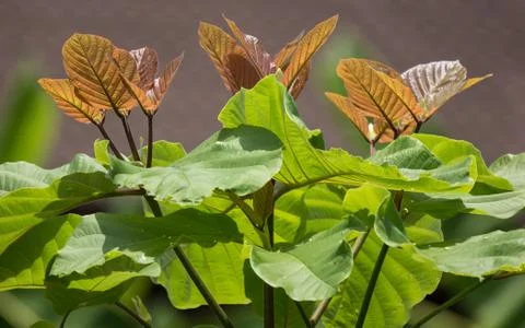 Green Leaf of teak tree Stock Photos