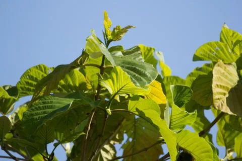 Green Leaf of teak tree Stock Photos