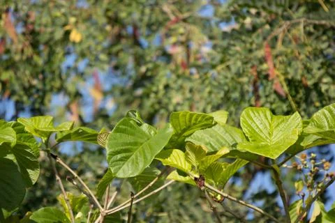 Green Leaf of teak tree Stock Photos