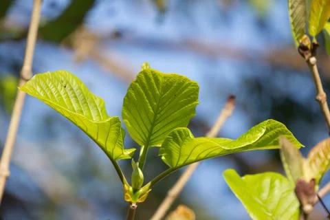 Green Leaf of teak tree Stock Photos